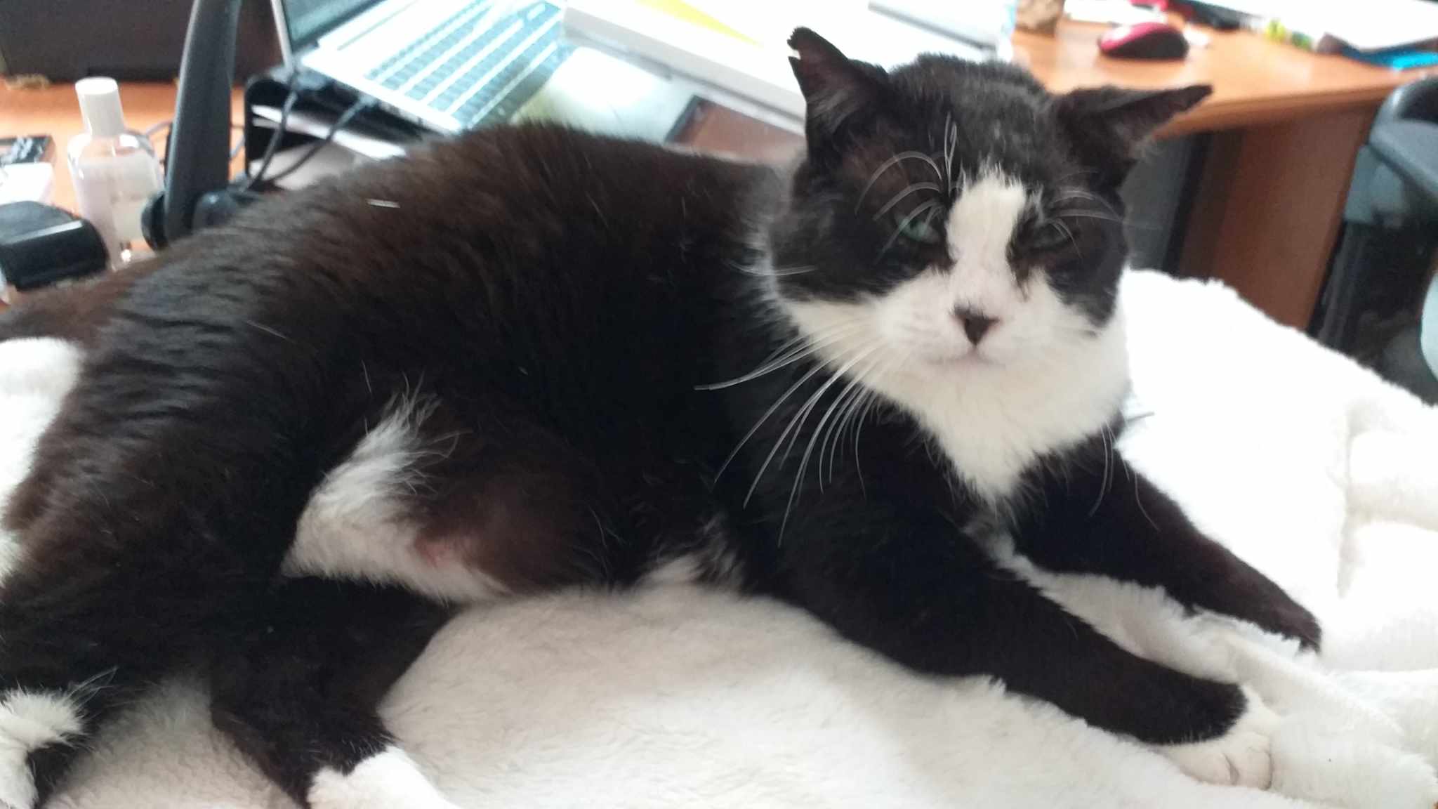 Félix