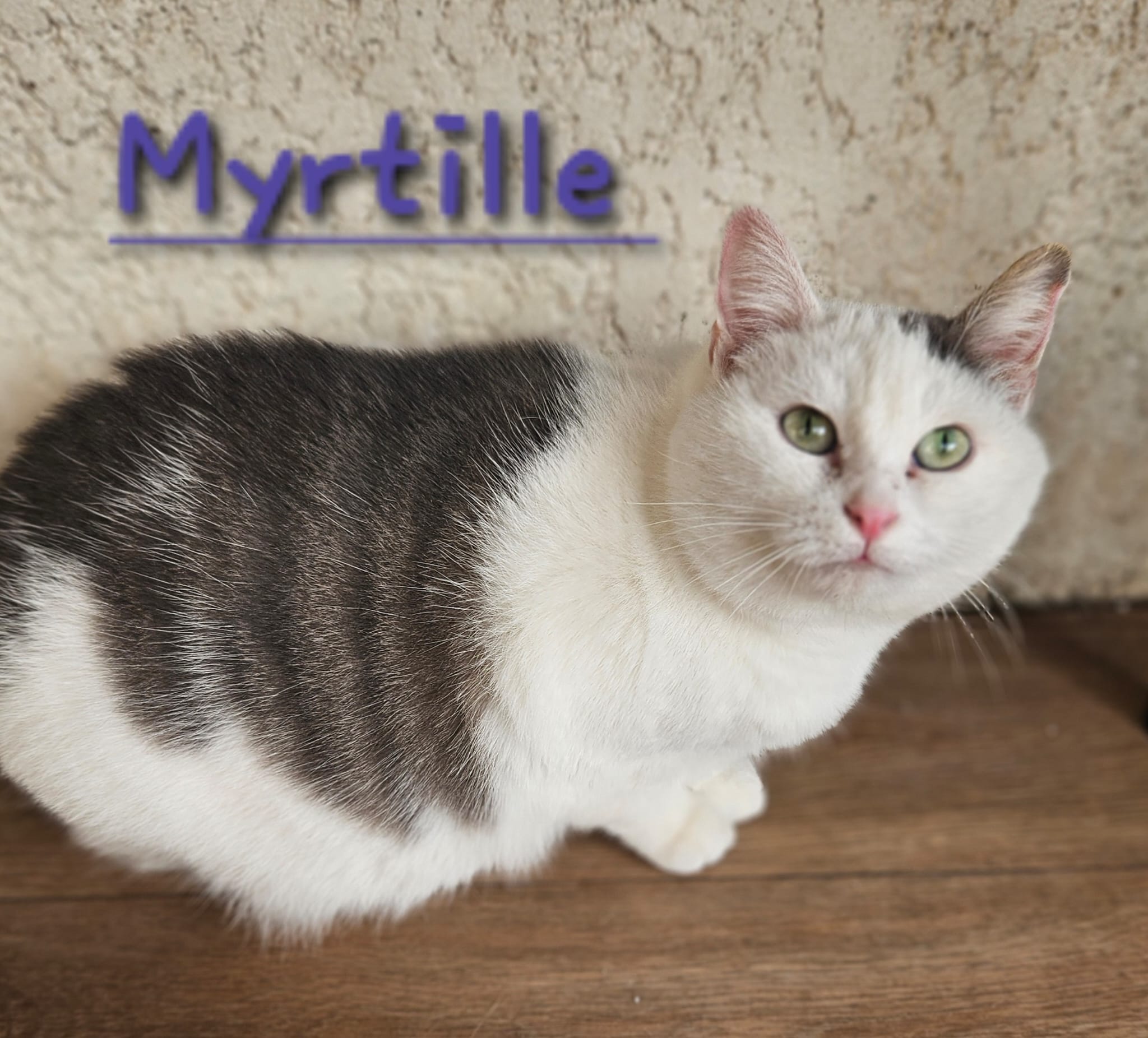 Myrtille