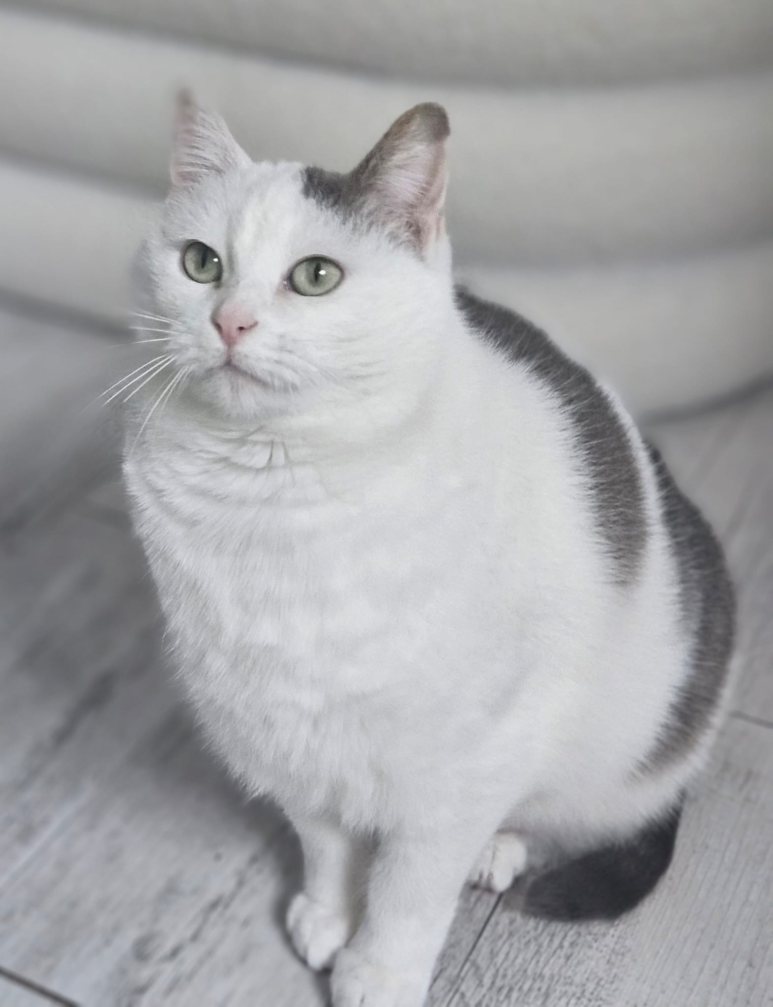 Myrtille